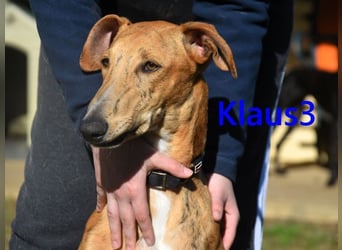 Klaus3 geb. 05/2025 (DE) - sehr freundlicher, aufgeschlossener und menschenbezogener junger Galgo!