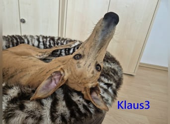 Klaus3 geb. 05/2025 (DE) - sehr freundlicher, aufgeschlossener und menschenbezogener junger Galgo!