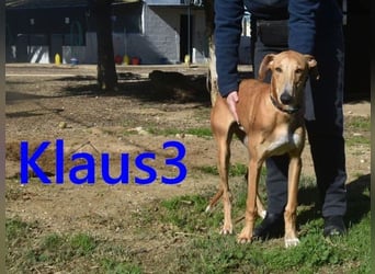 Klaus3 geb. 05/2025 (DE) - sehr freundlicher, aufgeschlossener und menschenbezogener junger Galgo!