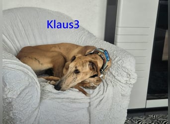 Klaus3 geb. 05/2025 (DE) - sehr freundlicher, aufgeschlossener und menschenbezogener junger Galgo!
