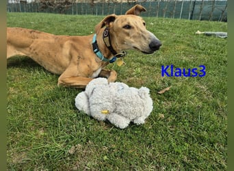 Klaus3 geb. 05/2025 (DE) - sehr freundlicher, aufgeschlossener und menschenbezogener junger Galgo!