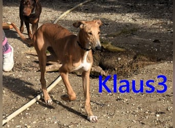 Klaus3 geb. 05/2025 (DE) - sehr freundlicher, aufgeschlossener und menschenbezogener junger Galgo!