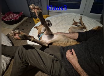 Klaus3 geb. 05/2025 (DE) - sehr freundlicher, aufgeschlossener und menschenbezogener junger Galgo!