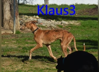 Klaus3 geb. 05/2025 (DE) - sehr freundlicher, aufgeschlossener und menschenbezogener junger Galgo!