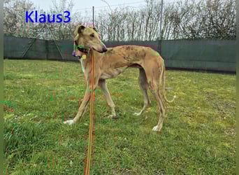Klaus3 geb. 05/2025 (DE) - sehr freundlicher, aufgeschlossener und menschenbezogener junger Galgo!