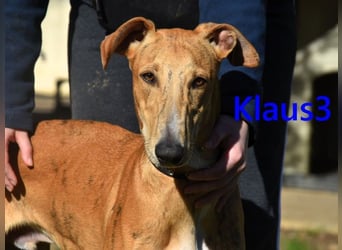 Klaus3 geb. 05/2025 (DE) - sehr freundlicher, aufgeschlossener und menschenbezogener junger Galgo!