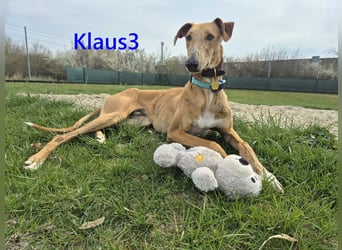 Klaus3 geb. 05/2025 (DE) - sehr freundlicher, aufgeschlossener und menschenbezogener junger Galgo!