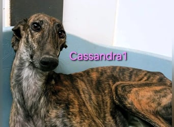 Cassandra1 geb. 09/2023 (in Deutschland) - edle und sanftmütige Galga!