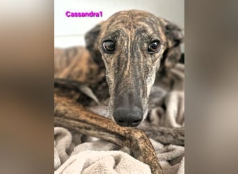 Cassandra1 geb. 09/2023 (in Deutschland) - edle und sanftmütige Galga!