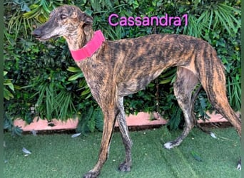 Cassandra1 geb. 09/2023 (in Deutschland) - edle und sanftmütige Galga!