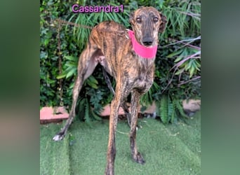 Cassandra1 geb. 09/2023 (in Deutschland) - edle und sanftmütige Galga!