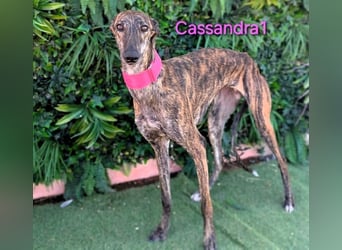 Cassandra1 geb. 09/2023 (in Deutschland) - edle und sanftmütige Galga!