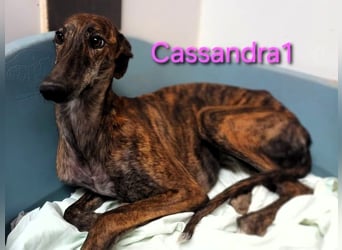 Cassandra1 geb. 09/2023 (in Deutschland) - edle und sanftmütige Galga!