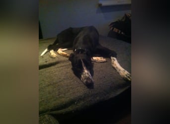 Mori, nach 6 Jahren sucht sie neue Familie