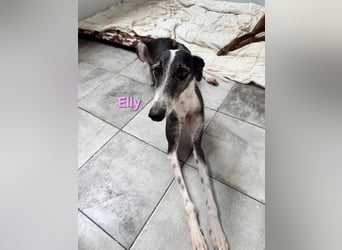 Elly geb. 07/2020 (in Deutschland) - liebevolle, verspielte Rauhhaargalga!