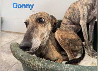 Donny geb. 04/2022 (ESP) - sanfter Galgo der so viel mehr verdient hat!