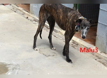 Malu3 geb. 02/2016 (ESP) - liebevolle Galga hat endlich ihr Glück verdient!