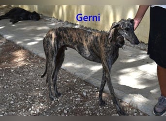 Gerni geb. 05/2025 (ESP) - verschmuster Galgo will wieder lernen zu Vertrauen!