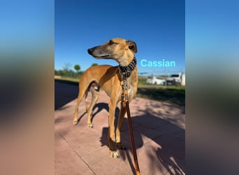 Cassian geb. 07/2023 (ESP) - freundlicher und sozialer Galgo sucht liebevolles Zuhause!