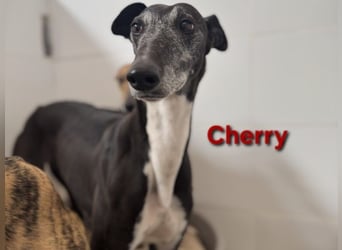 Cherry geb. 10/2021 (ESP) - wunderschöne, soziale Galga sucht ihre Menschen!