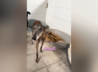 Pepa2 geb. 01/2015 (ESP) - sanfte, soziale Galga verdient endlich ein schönes Leben!