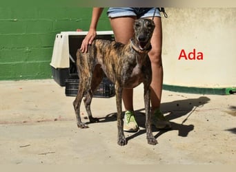 Ada geb. 07/2024 (ESP) - menschenbezogene, sanfte Galga!