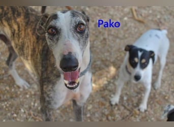 Pako geb. 07/2022 (ESP) - unheimlich lieber, fröhlicher Traumgalgo sucht ebensolche Menschen!