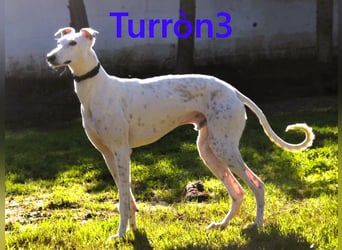 Turròn3 geb. 06/2022 (ESP) - außergewöhnlich schöner und liebevoller Galgo!
