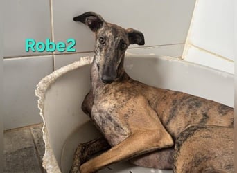 Robe geb. 07/2024 (ESP) - schüchterner Galgo möchte endlich sein Potenzial leben!