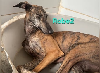 Robe geb. 07/2024 (ESP) - schüchterner Galgo möchte endlich sein Potenzial leben!