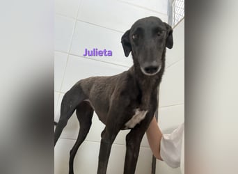 Julieta geb. 05/2024 (ESP) - fröhliche, wunderschöne Galga. Ein echter Sonnenschein!