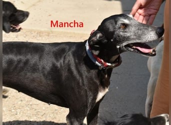 Mancha geb. 06/2019 (ESP) - liebevolle, zärtliche Galga sucht ihre Menschen!