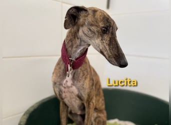 Lucita geb. 03/2022 (ESP) - sanfte und ruhige Galga sucht ihr Körbchen!