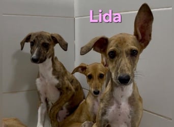 Lida geb. 06/2026 (ESP) - offenes, fröhliches Galgomädchen. Unser Sonnenschein!