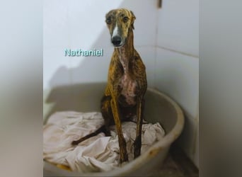 Nathaniel geb. 07/2021 (ESP) - lieber, ausgeglichener und verschmuster Galgo!