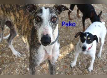 Pako geb. 07/2022 (ESP) - unheimlich lieber, fröhlicher Traumgalgo sucht ebensolche Menschen!