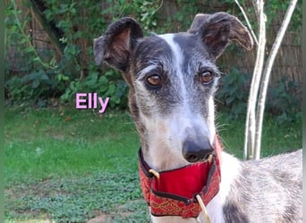 Elly geb. 07/2020 (in Deutschland) - liebevolle, verspielte Rauhhaargalga!