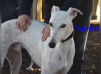Turròn3 geb. 06/2022 (ESP) - außergewöhnlich schöner und liebevoller Galgo!