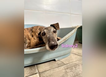 Sidney2 geb. 04/2019 (ESP) - menschenbezogene Galga sucht ihr Für-immer-Körbchen!