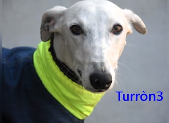 Turròn3 geb. 06/2022 (ESP) - außergewöhnlich schöner und liebevoller Galgo!