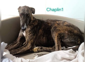 Chaplin1 geb. 01/2023 (ESP) - ruhiger und anhänglicher, sanfter Galgo!