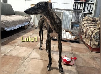 Lulu1 geb. 02/2025 (ESP) - sympathisches und fröhliches Galgo Mädchen!