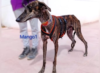 Mango1 geb. 09/2022 (ESP) - sanfter Galgo auf der Suche nach dem Glück!
