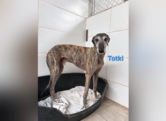 Totki geb. 06/2023 (ESP) - sanfter, feinfühliger Galgo der Herzen leise berührt!