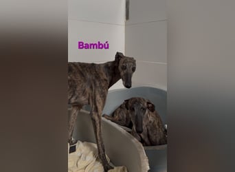 Bambú geb. 08/2019 (ESP) - diese sanfte Galga sucht erfahrene Menschen!