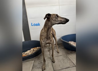 Loak geb. 08/2022 (ESP) - sanfter, wunderschöner Galgo sucht seine Menschen!