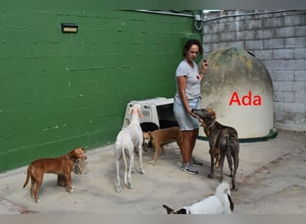 Ada geb. 07/2024 (ESP) - menschenbezogene, sanfte Galga!