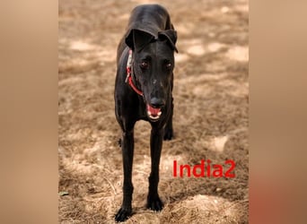 India2 geb. 07/2023 (ESP) - sehr freundliche und soziale, hübsche Galga!