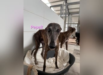 Pepa2 geb. 01/2015 (ESP) - sanfte, soziale Galga verdient endlich ein schönes Leben!