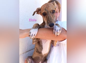 Elsie geb. 06/2026 (ESP) - verspielte Galgowelpin will die Welt entdecken!